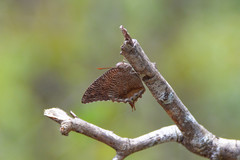 Memphis verticordia