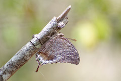 Memphis verticordia