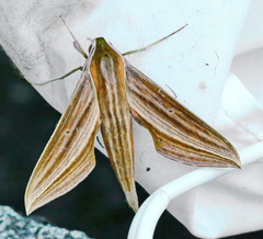 Xylophanes neoptolemus