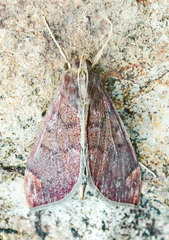 Aponia minnithalis