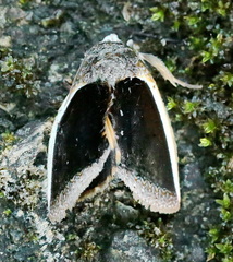 Gonodonta holosericea