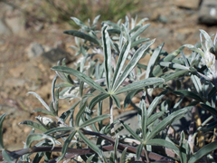 Lupinus elatus