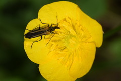 Oedemera pthysica