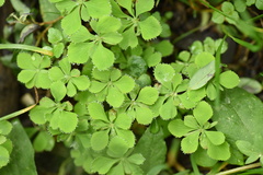 Circaeaster agrestis