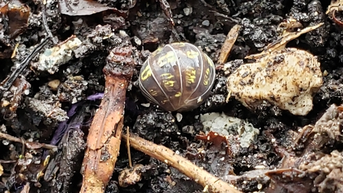 Common Pill Woodlouse photo 6