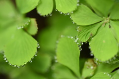 Circaeaster agrestis