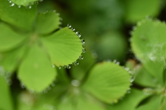 Circaeaster agrestis