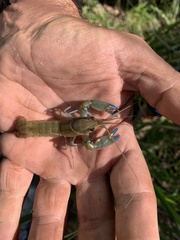 Cherax dispar