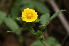 Potentilla chinensis