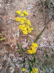 Angiospermae