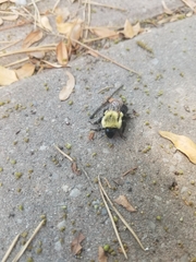 Bombus impatiens