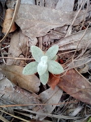 Angiospermae