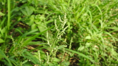 Chenopodium acuminatum virgatum