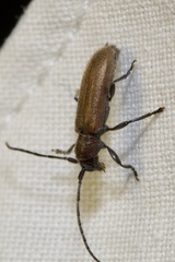 Anaesthetis testacea