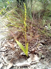 Orchidaceae