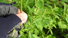 Chenopodium acuminatum virgatum