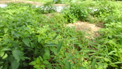 Chenopodium acuminatum virgatum