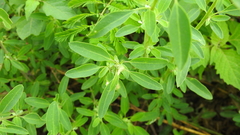 Chenopodium acuminatum virgatum