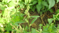 Chenopodium acuminatum virgatum