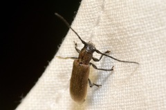 Anaesthetis testacea