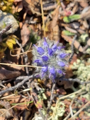 Veronica alaskensis