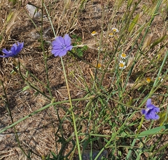 Cichorium intybus