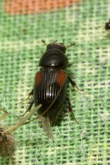 Nialus varians