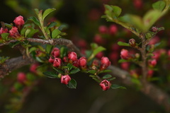 Cotoneaster subadpressus