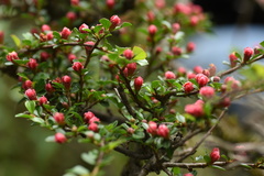 Cotoneaster subadpressus
