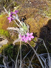Primula pumila