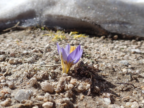 Crocus pulchricolor, photograph 6