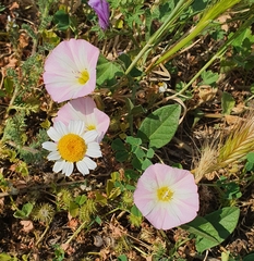Convolvulus arvensis