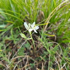 Ornithogalum comosum
