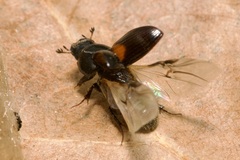 Nialus varians