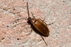 Pseudocistela ceramboides