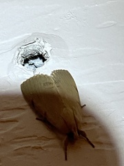 Litoprosopus coachella