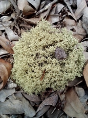 Fungi