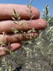 Festuca pseudovina