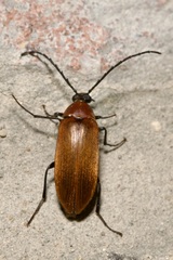 Pseudocistela ceramboides