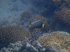 Chaetodontoplus conspicillatus