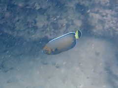 Chaetodontoplus conspicillatus