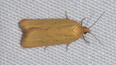 Telocharacta hemicroca