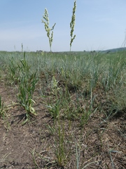Poa versicolor