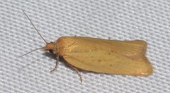 Telocharacta hemicroca