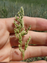 Poa versicolor