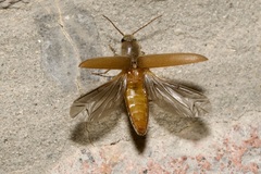 Synaptus filiformis