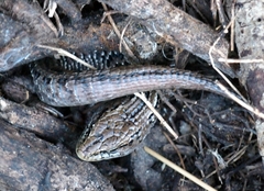 Elgaria coerulea coerulea