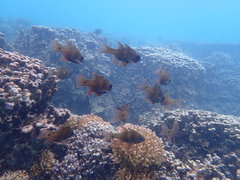 Ostorhinchus norfolcensis