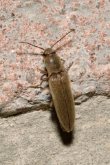 Synaptus filiformis