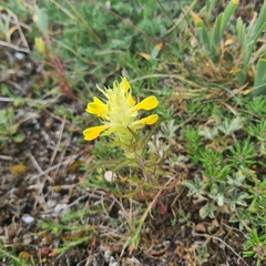 Melampyrum barbatum